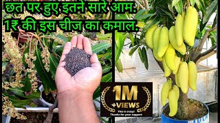 छत पर हुए इतने सारे आम 1₹ की इस चीज का कमाल  फलों से भर जाएगा पेड़ How To Grow Mango Plant In Pot [upl. by Tanya]