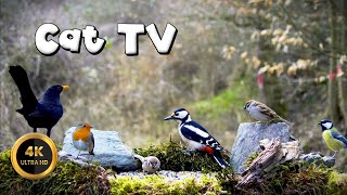 Cat TV for Cats to Watch 🐈  BIRDS MEETING 🐦‍⬛ 4K [upl. by Margalit303]