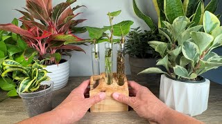 I do this every time I propagate my Fiddle Leaf Figs  Ficus Lyrata [upl. by Naffets]