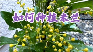 August 3 2023 米兰的种植与养护Aglaia odorata – Chinese Perfume Tree [upl. by Clayton623]