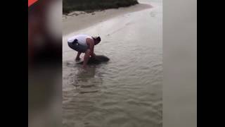 Boater jumps to shore to rescue baby dolphin [upl. by Mallon]