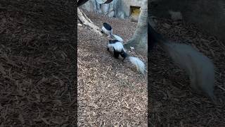 Colobus monkey🇨🇦canada calgary albertacanada animals [upl. by Placido]