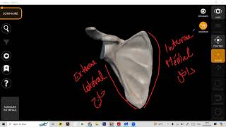 Ostéologie  Scapula part 1  with Dr Anne 🤍 [upl. by Ardnohsal]