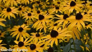 Blackeyed susan Rudbeckia fulgida Goldstrum [upl. by Htaeh]