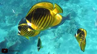 ☀ Ägypten Hurghada Makadi Bay Schnorcheln ☀ ✈ Egypt Holiday Underwater 2018 Rotes Meer  Red Sea ✈ [upl. by Rratsal215]