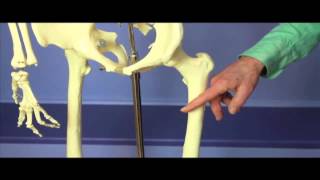 Where Hip Fractures Occur amp 3 Tips For Stronger Hips [upl. by Mendelson]