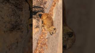 Rock Hyrax Procavia capensis in Hyraxe Dassie Corie Family  Observed in Description [upl. by Aloek]