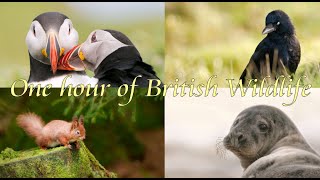 One hour of British Wildlife with Relaxing Music [upl. by Mathian]