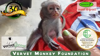 quotHeartwarming Meet amp Greet Baby Monkeys First Playdate on the Road to Foster Moms 🐒 [upl. by Bausch]