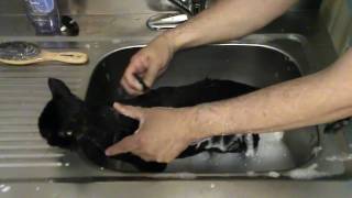 The Best Cat Bath Video You Will Ever Watch [upl. by Sowell765]