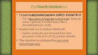 Oxidacion del Piruvato a Acetil CoA [upl. by Olinde825]