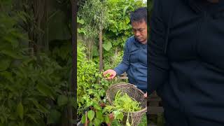 Harvesting Dalle khursani dallekhursani kitchengarden vegetables [upl. by Rosemary]