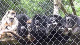 Howler Monkeys Howling Very Funny [upl. by Rendrag]