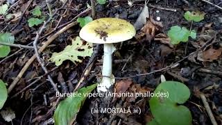 ☠ Buretele viperei Amanita phalloides cea mai otrăvitoare ciupercă din România ☠ [upl. by Ander]