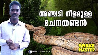 Wow Vava Suresh rescues 5 feet long Russell’s Viper  Snakemaster  Latest Episode [upl. by Hadden711]