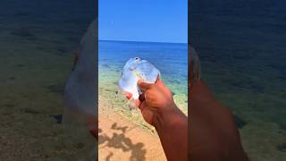 Found dead silverfish on the beach shorts shortvideo viralshorts [upl. by Iadahs]