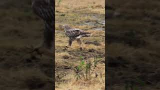 Birds of prey fighting  Roughlegged Buzzard [upl. by Anua]