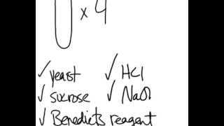 Yeast Invertase Lab [upl. by Edals]