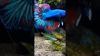 Giant Betta Fish 🐠  Aquadn [upl. by Materi]