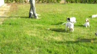 chasse setter anglais [upl. by Luce]