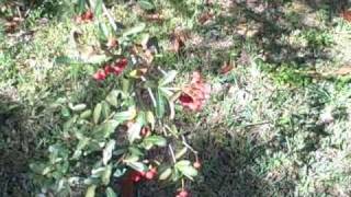 EatTheWeeds Episode 55 Firethorn pyracantha [upl. by Irret]