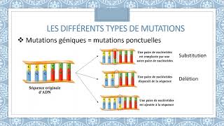 Mutations et systèmes de réparation de lADN [upl. by Lindberg]