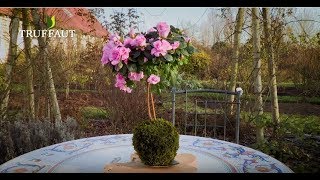 DIY  comment faire une azalée en kokedama   Truffaut [upl. by Even]