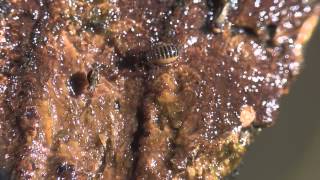 Pseudoscorpion hunting springtail [upl. by Eirtemed]