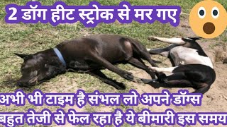 मेने पहले हे समझाया था आप लोगो कोheat stroke 2 dogs died अब भी संभाल लो अपने डॉग्स हीट स्ट्रोक से [upl. by Nosyarg]