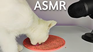 Cat Licking Eating Food ASMR MUKBANG [upl. by Dami]