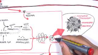 Physiology of Lipoproteins Cholesterol [upl. by Krilov]