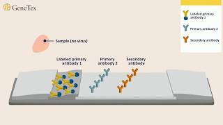 How a Rapid Virus Antigen Test Works [upl. by Erasme]