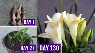 How to Plant Grow amp Care Freesia in Pots 130 Days Update [upl. by Nomead]