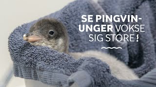 Se pingvinunger vokse │ Fra æg til stor pingvin [upl. by Brendan355]