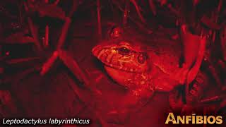 Leptodactylus labyrinthicus Rio Claro Farm Maffei and Ubaid 2014 [upl. by Nivrek]