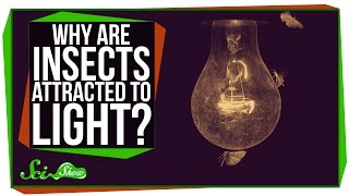 Why are Insects Attracted to Light [upl. by Staffan450]