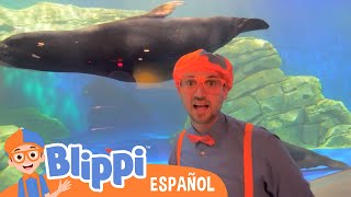 Blippi vista un acuario  Blippi Español  Videos educativos para niños [upl. by Kylstra]