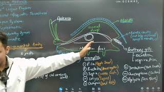 NEET 2024 BIOLOGY  ANIMAL KINGDOM  L4 ANNELIDAARTHOPODAMOLLUSCAECHINODERMATA neet2024 [upl. by Ruffo]