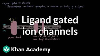 Ligand Gated Ion Channels  Nervous system physiology  NCLEXRN  Khan Academy [upl. by Kylila]