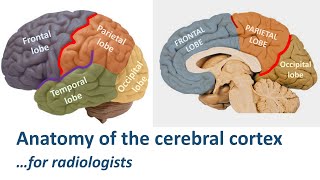 Radiological anatomy of the cerebral cortex made easy [upl. by Aerdnaxela]