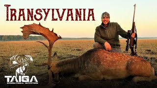 MassRut Monster Fallow Deer Hunt in Romania [upl. by Ramal]