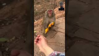 Funny monkey eating food🍲 [upl. by Asp]