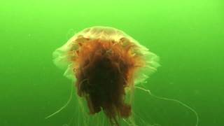 Cyanea capillata White Sea Jul 2011 [upl. by Aihselef]