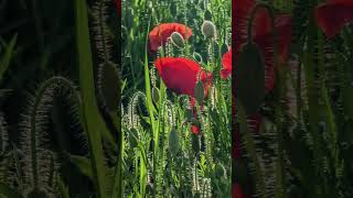 Inspiration 2  coquelicots  poppies [upl. by Coates]