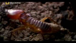 Matabele ants vs termite soldiers [upl. by Rosner]