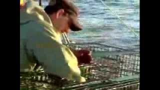 Pêche au homard en Acadie  Lobster Fishing [upl. by Einehpets792]