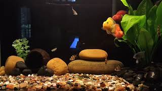 Parrot cichlid and zebra cichlid in my 10 gallon tank [upl. by Zilla]