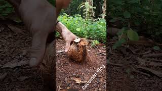 unbelievable sprouted coconut peeled fantastic crunchiest crunchy style by the forest [upl. by Braswell]