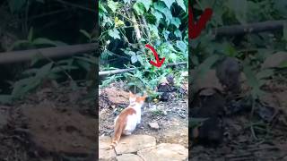 cat ka shikar foryou subscribe shortsfeed trending cat rat viralvideo newyoutube [upl. by Latea]