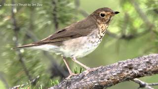 Swainsons Thrush Song [upl. by Karlise]